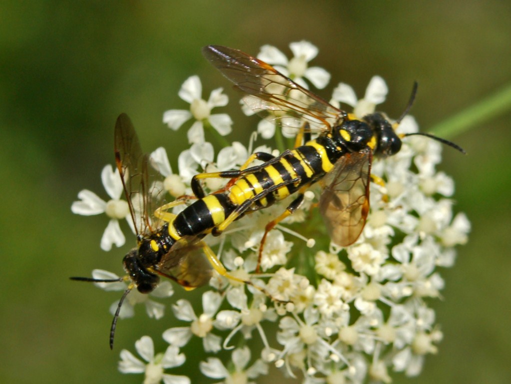 Una strana coppia (Tenthredo sp?)